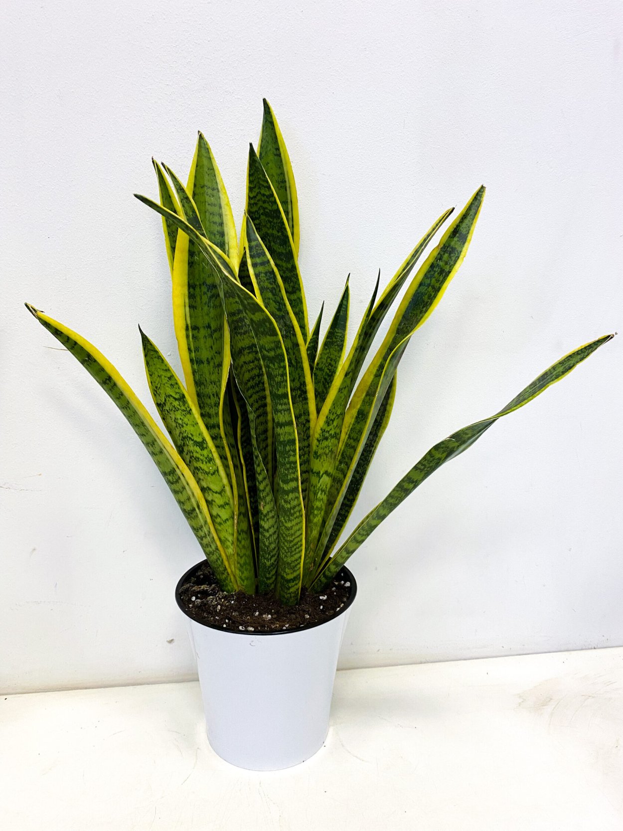 Сансевиерия Лауренти в кашпо Лечуза