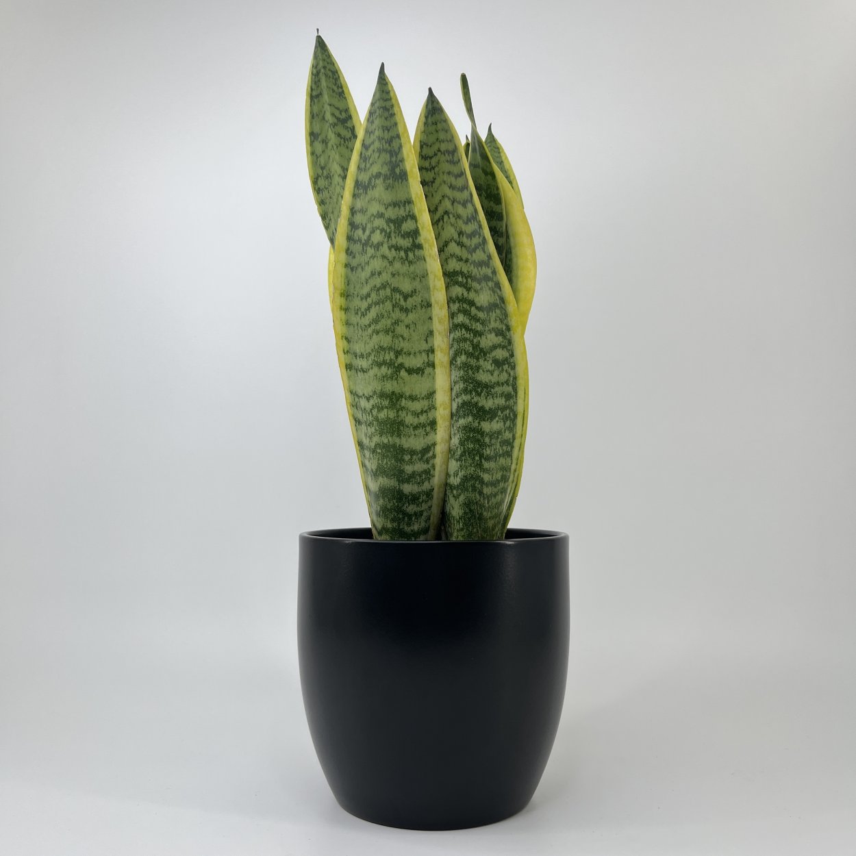 Сансевиерия Лауренсия