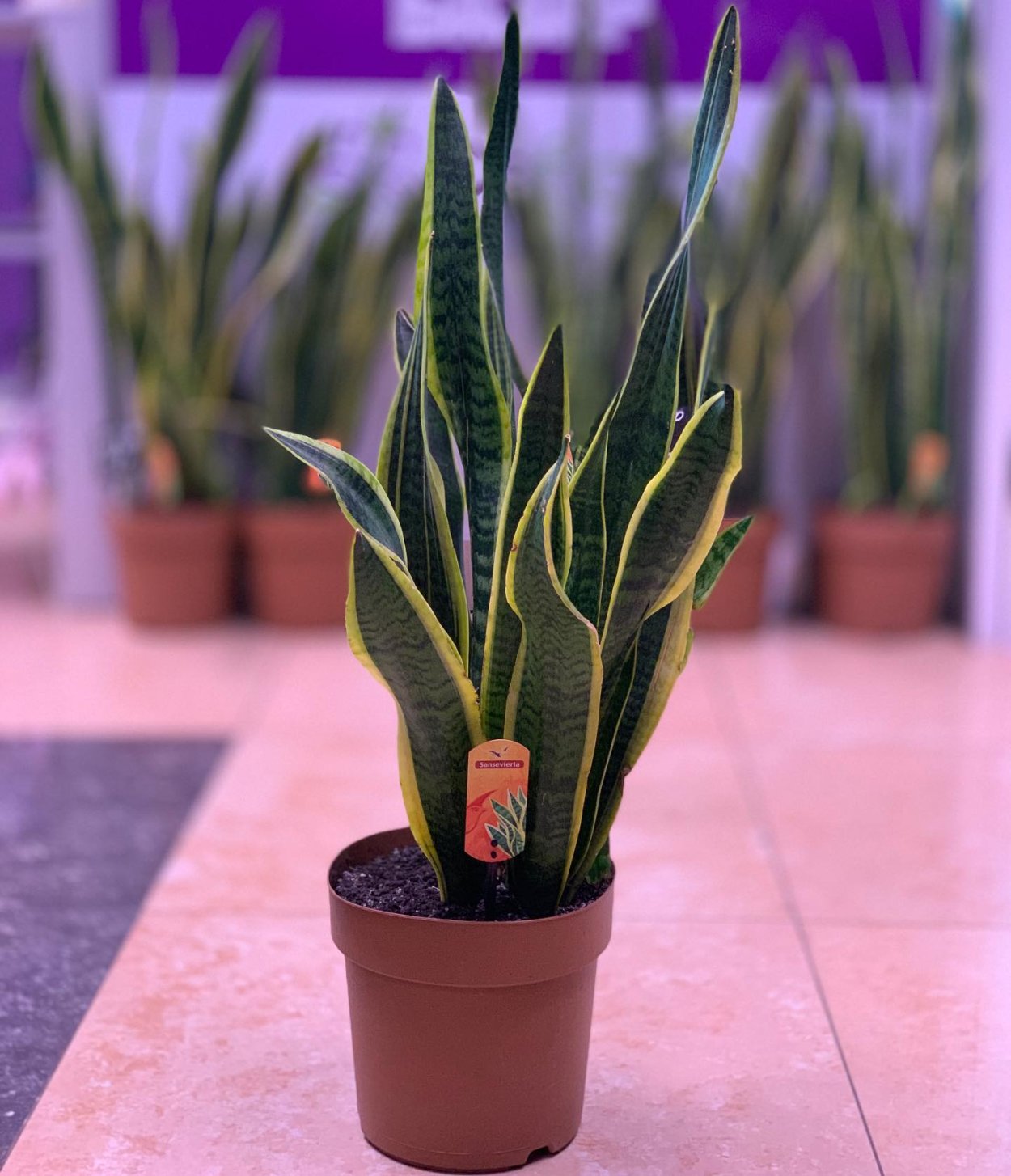 Сансевиерия Лечуза