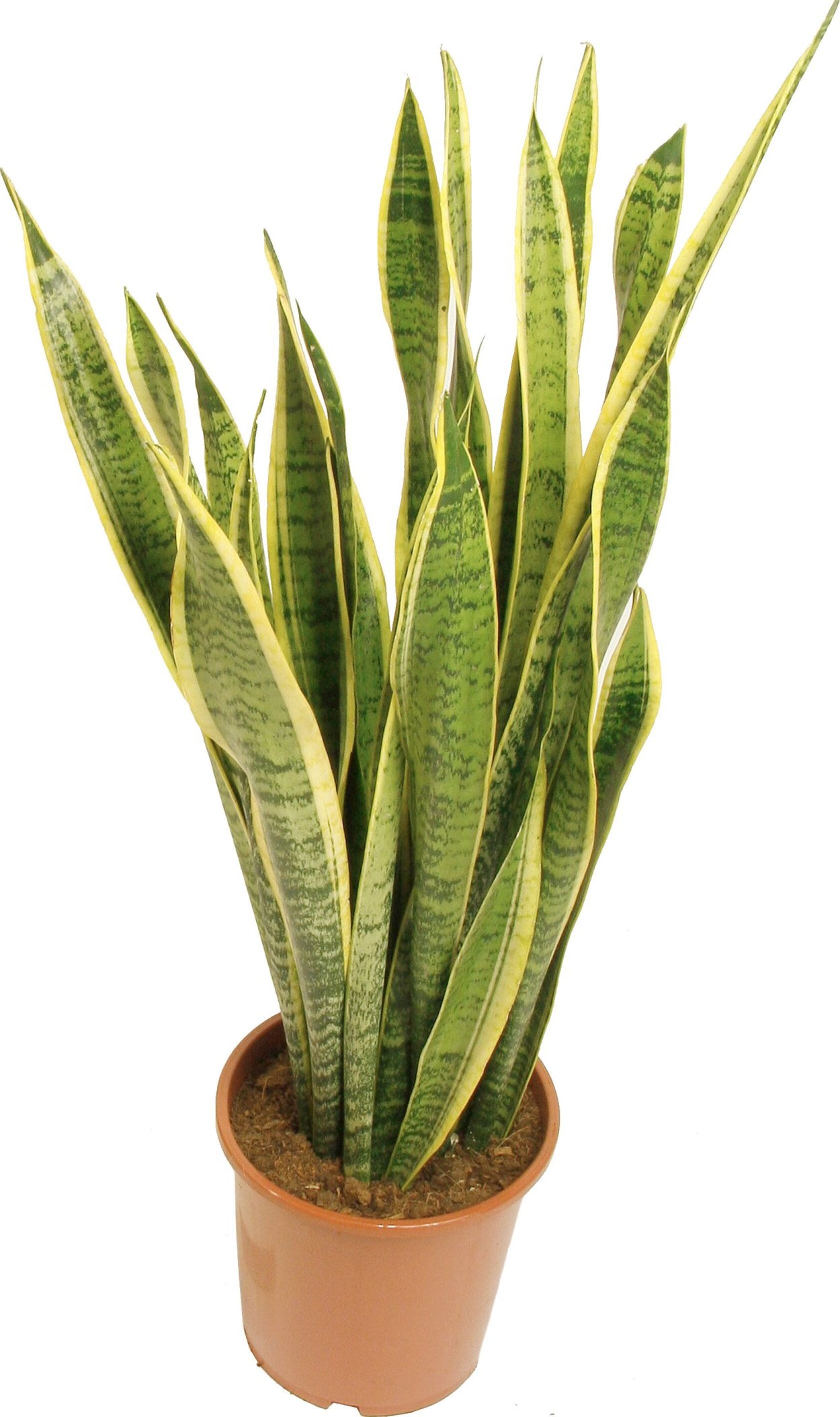 Сансевиерия Лауренти щучий хвост