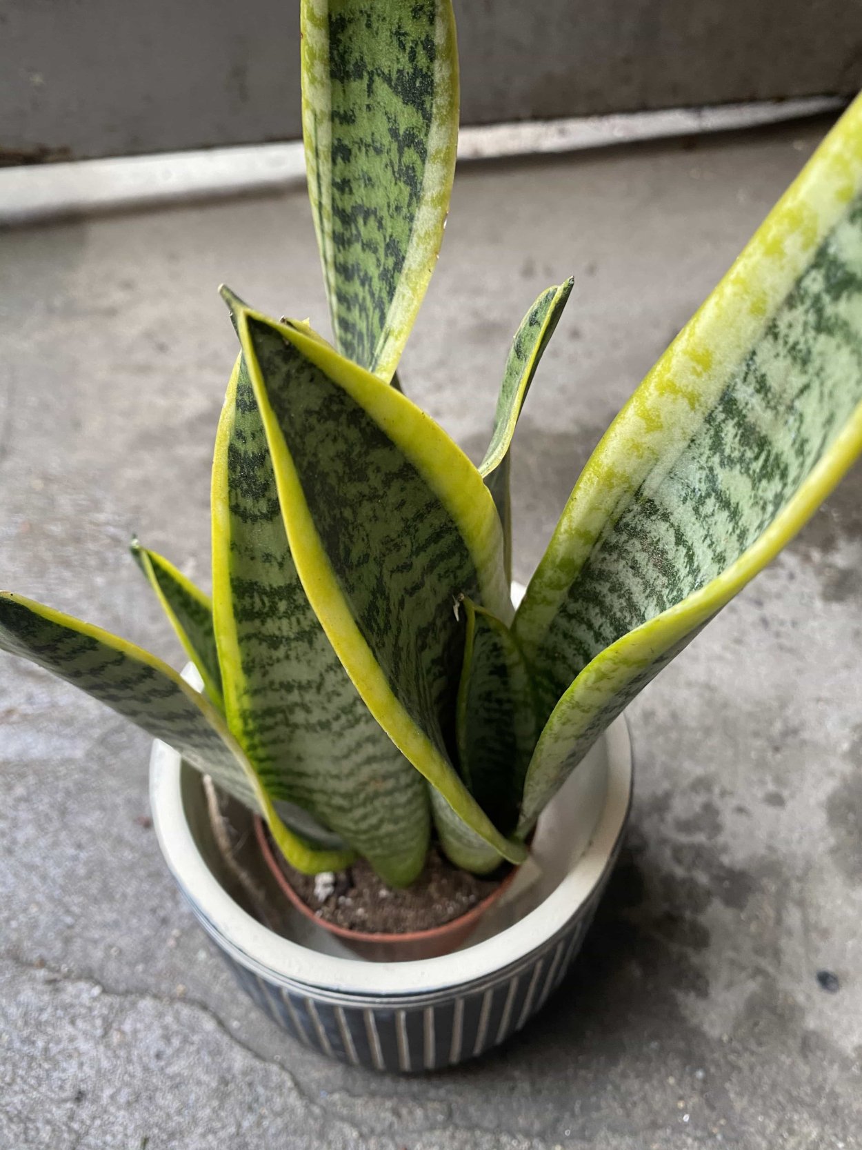 Сансевиерия Лауренти цветок