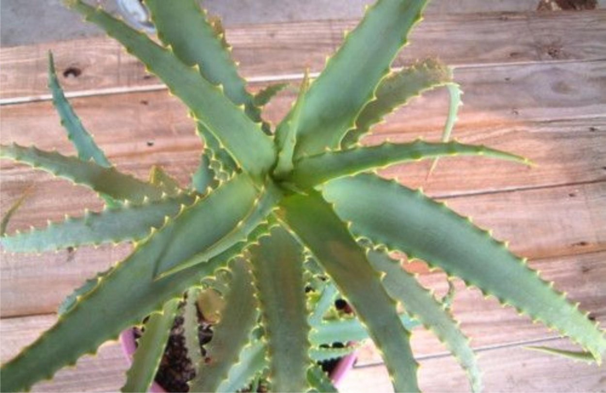 Алоэ каланхоэ