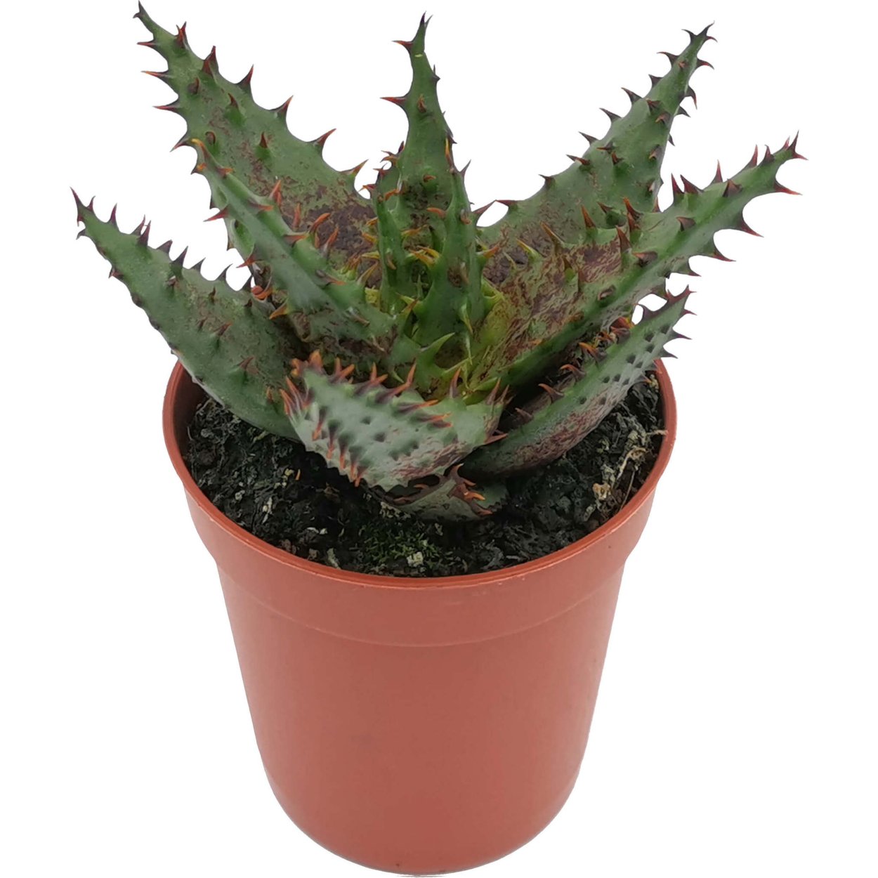 Паспорт комнатного растения алоэ Вера