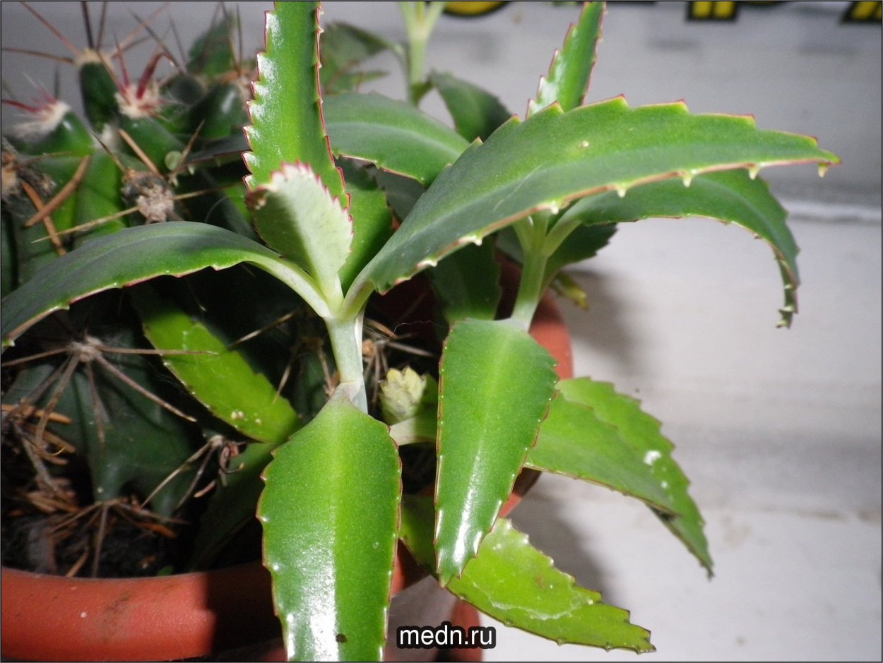 Каланхоэ Спайдер Грин