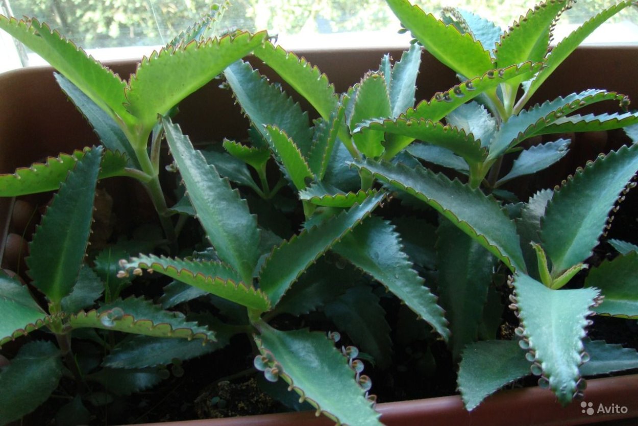 Каланхоэ Дегремона сок