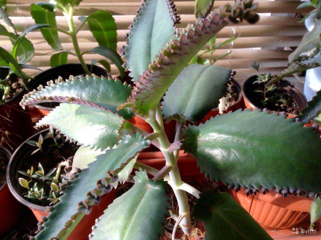 Алоэ оттопыренное (Aloe juvenna, Aloe squarrosa)