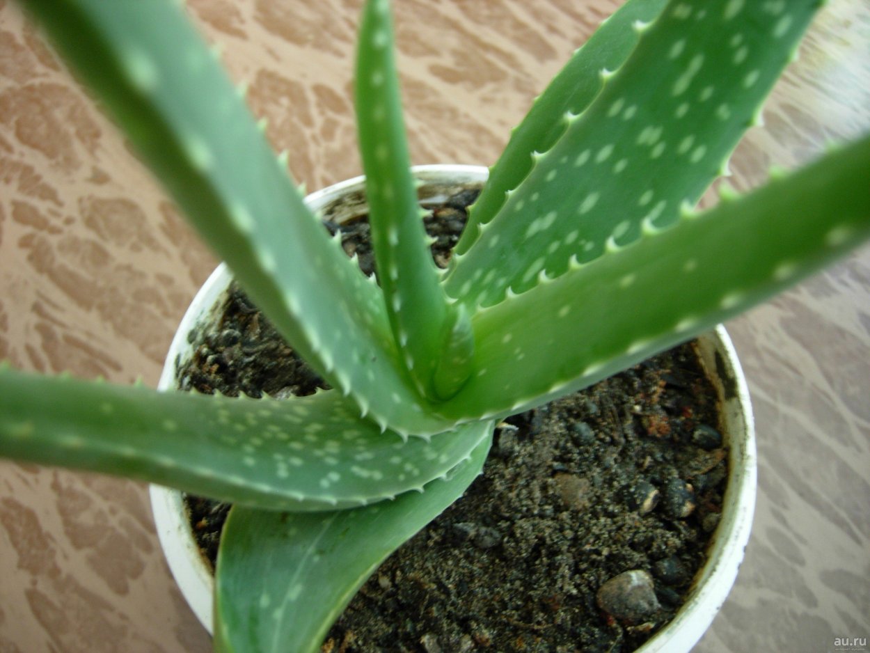 Алоэ столетник мякоть