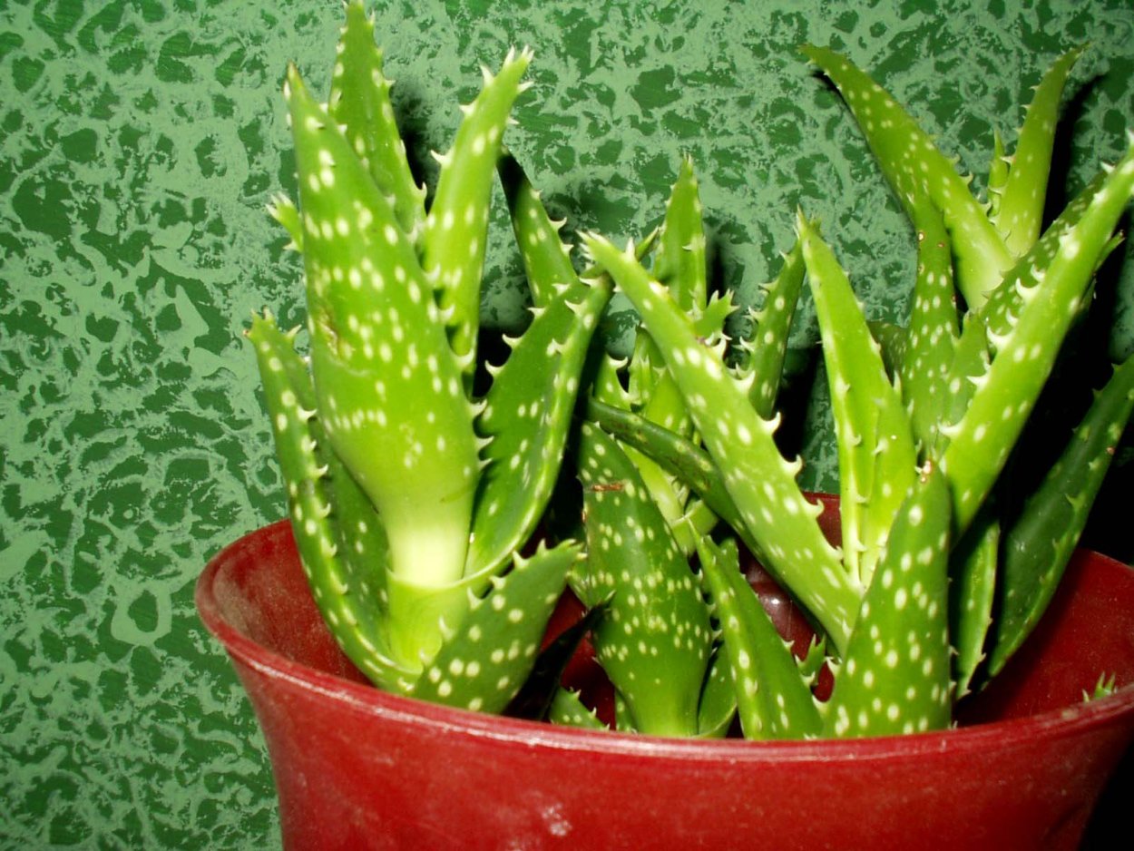 Aloe humilis алоэ