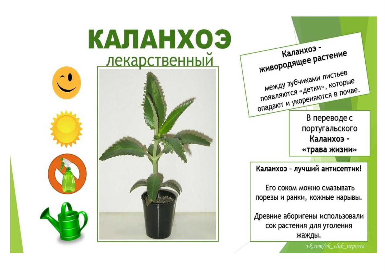 Цветущие алоэ перистый