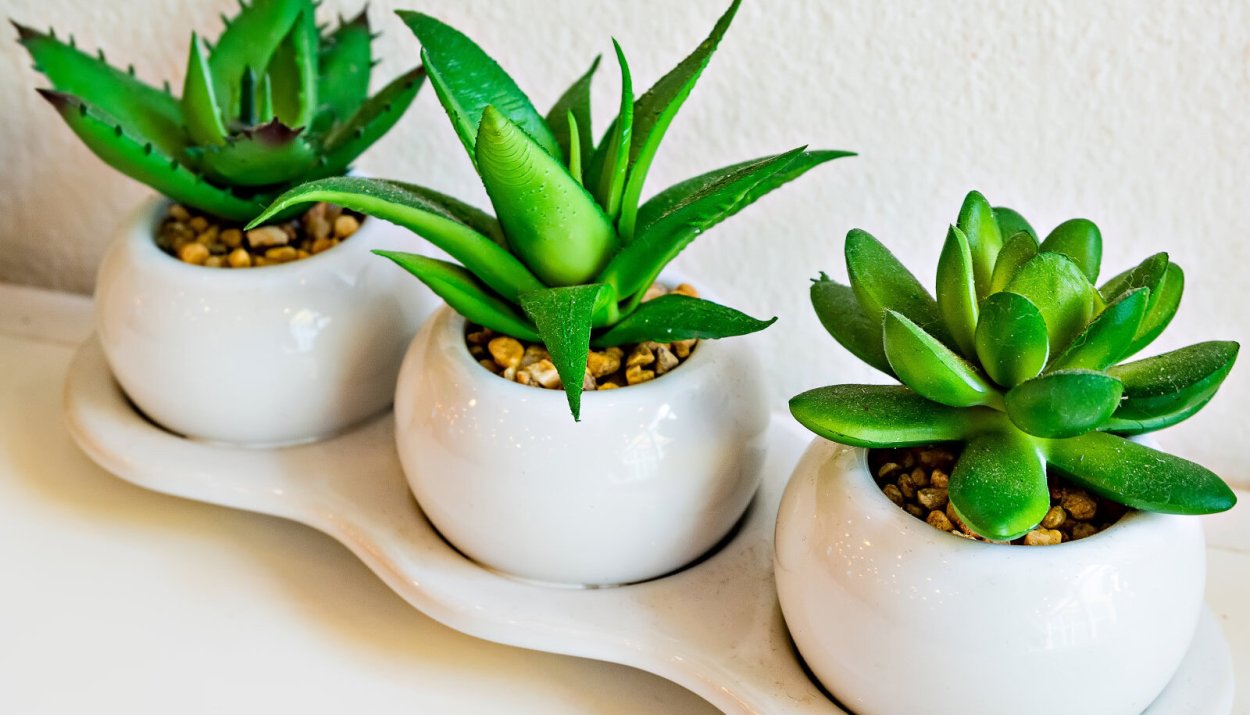 Каланхоэ паспорт растения