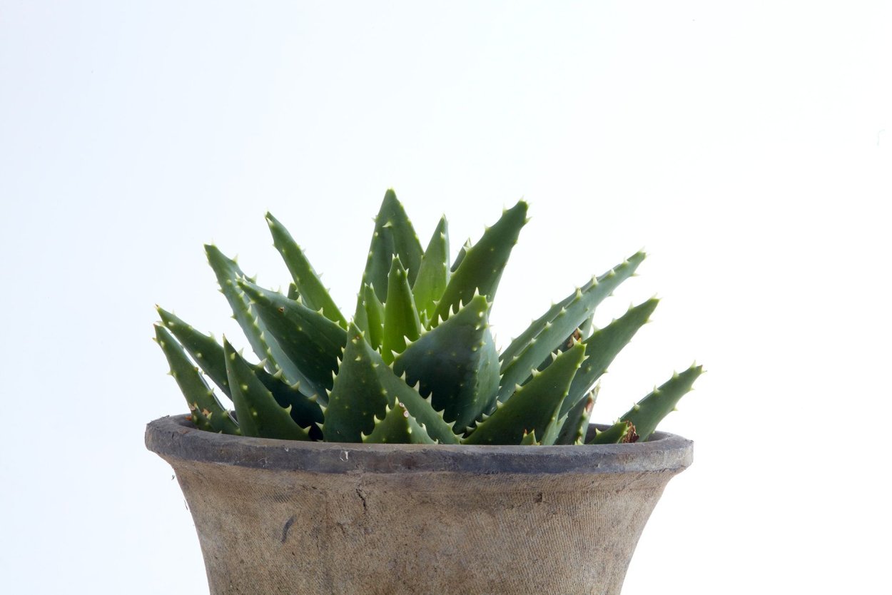 Каланхоэ суккулент