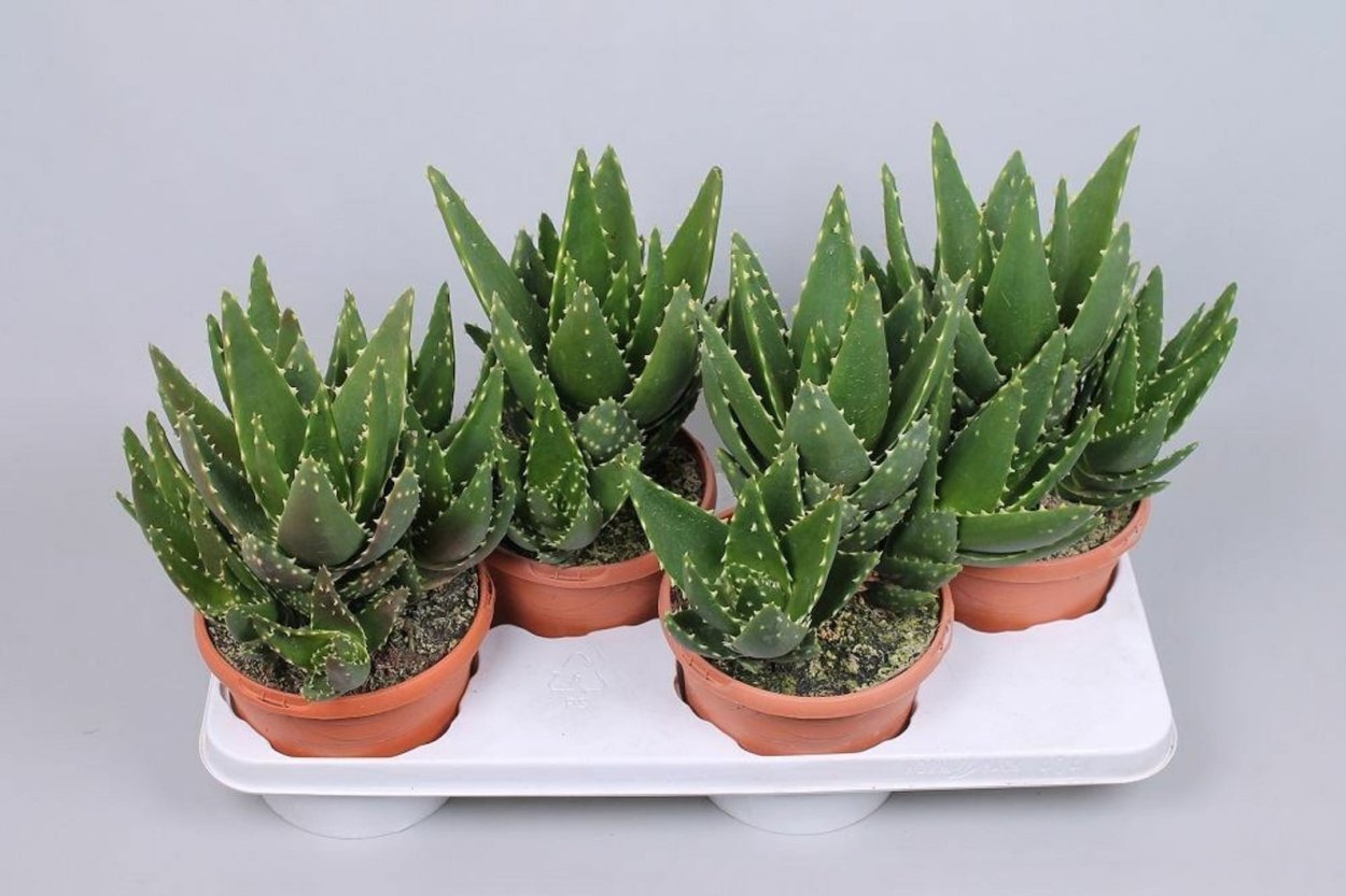 Алоэ каланхоэ