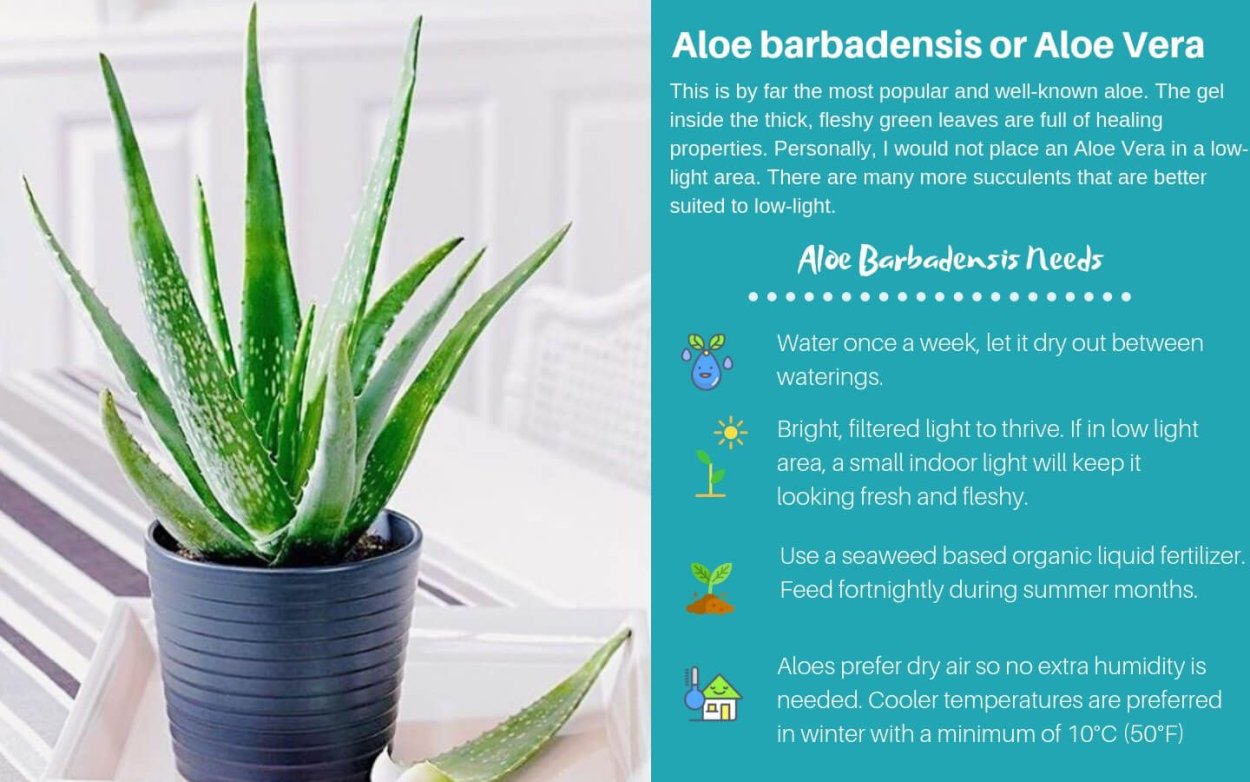 Лечебные св-ва алоэ Вера