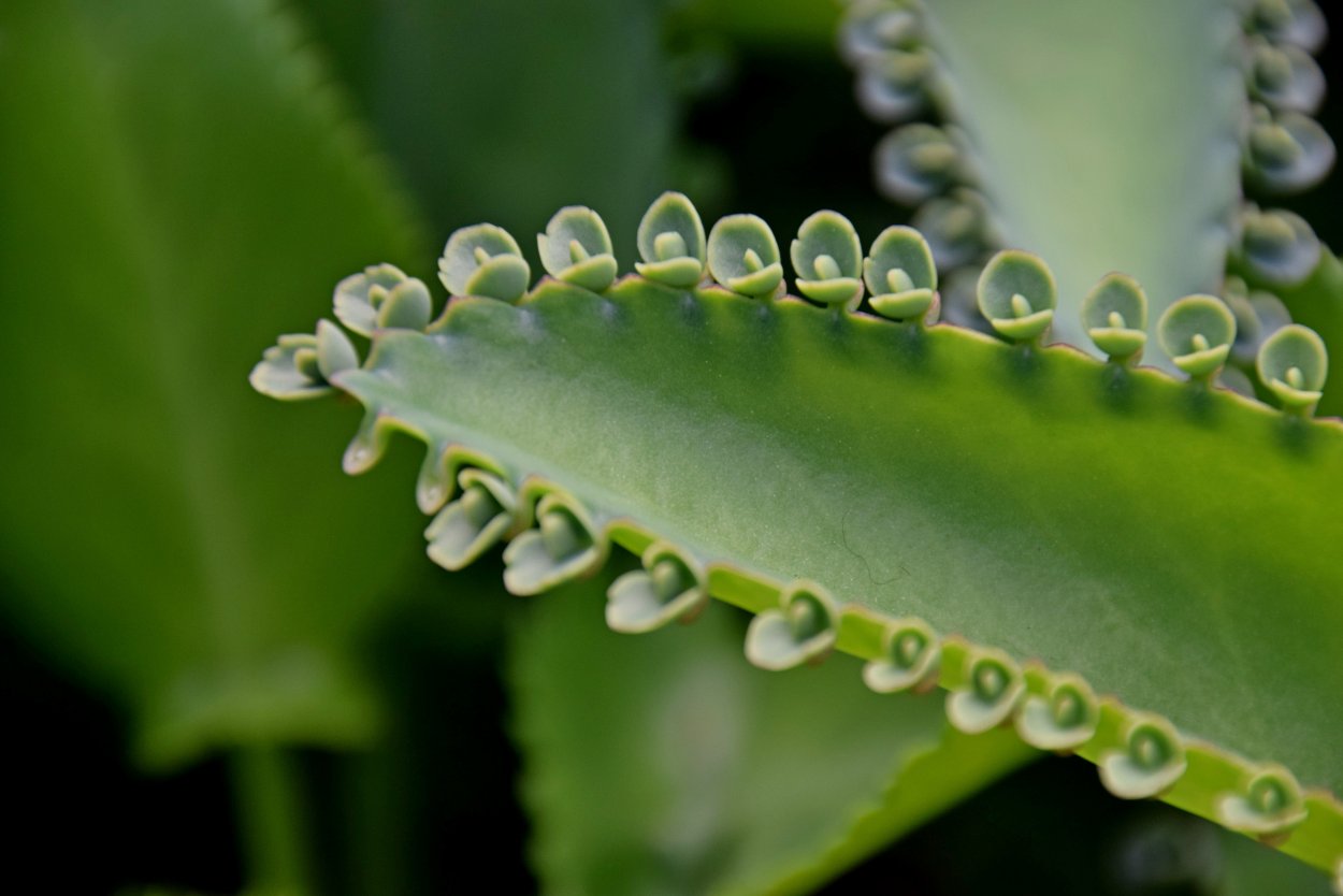 Kalanchoe laetivirens
