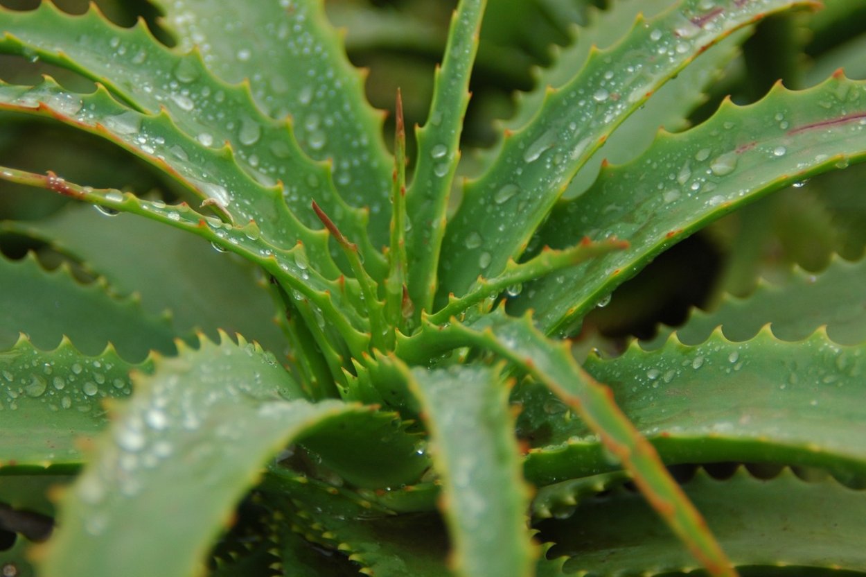 Aloe Kalanchoe Premium лубрикант