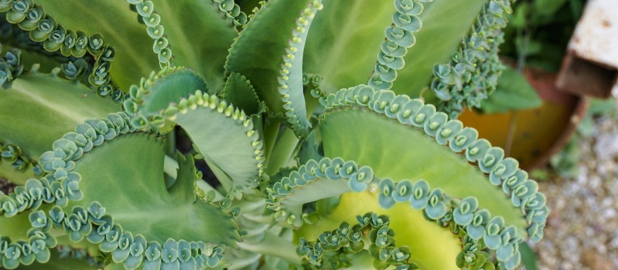 Алоэ Вера и столетник