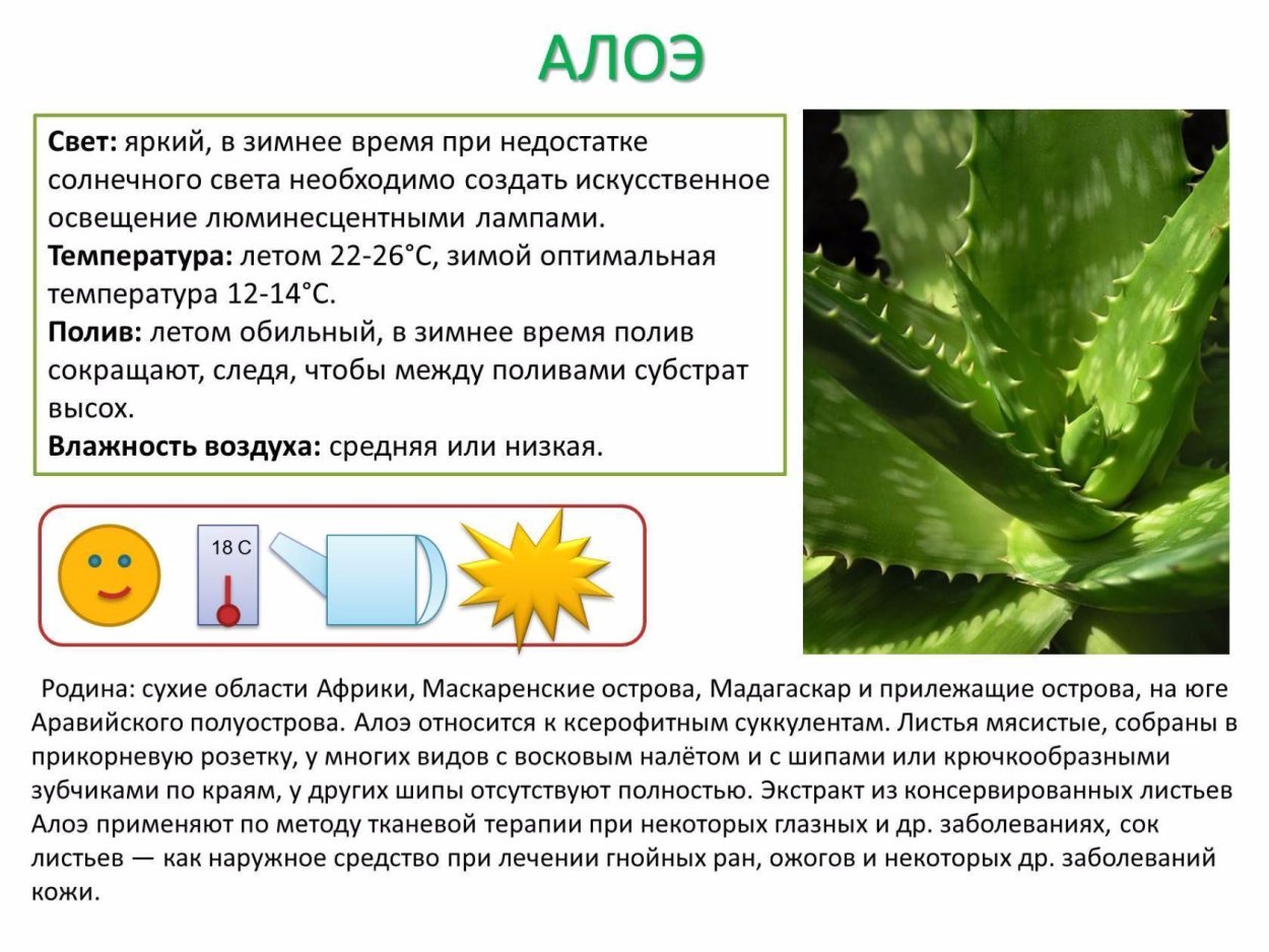 Алоэ Вера или Агава