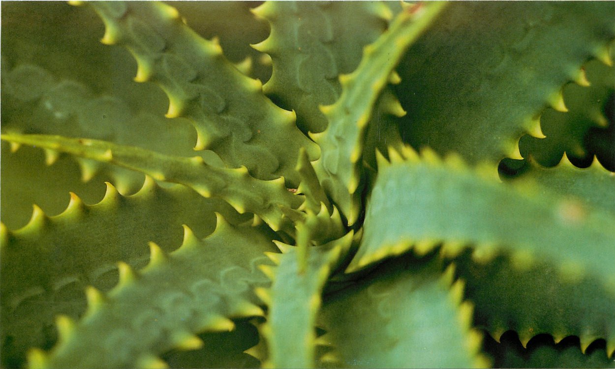 Суккулент алоэ