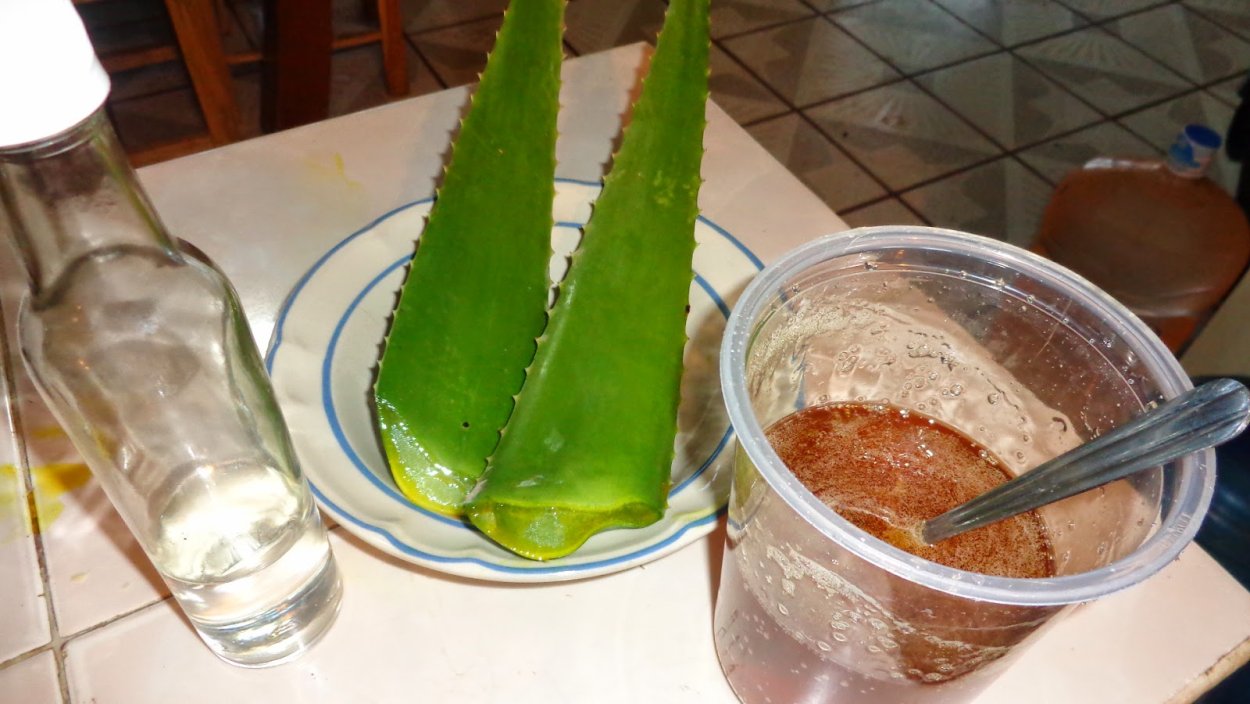 Каланхоэ Дегремона, Блоссфельда