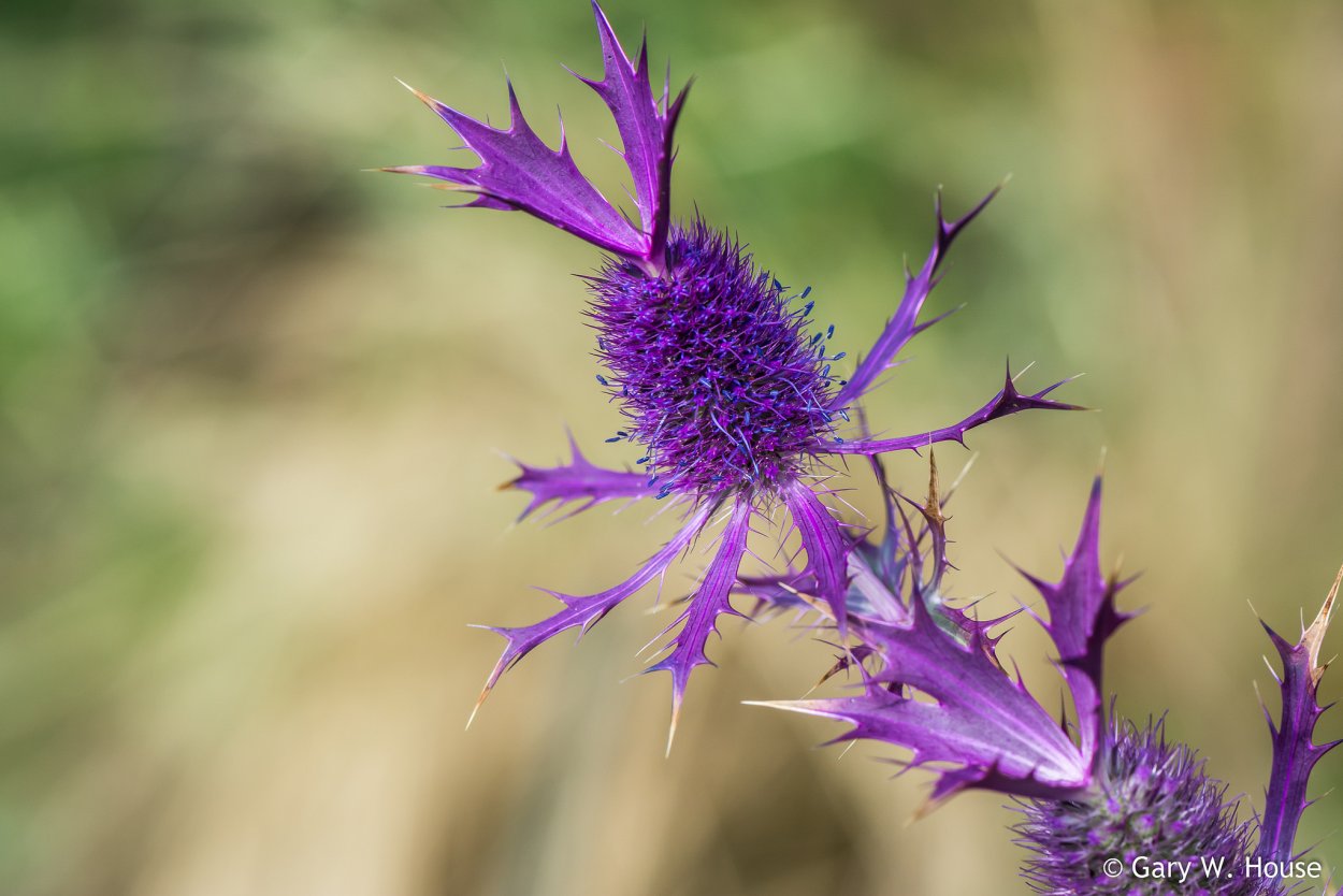Татарник колючий сорняк