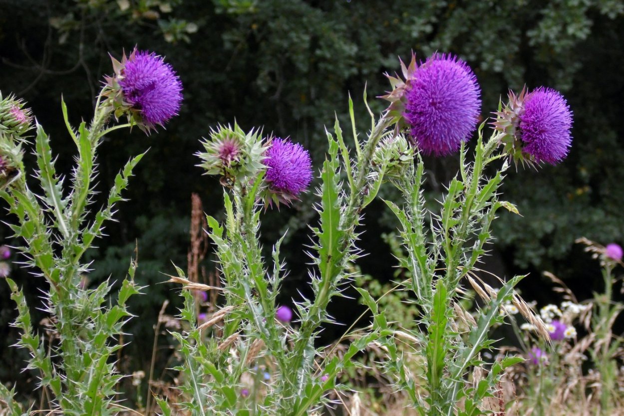 Чертополох растение