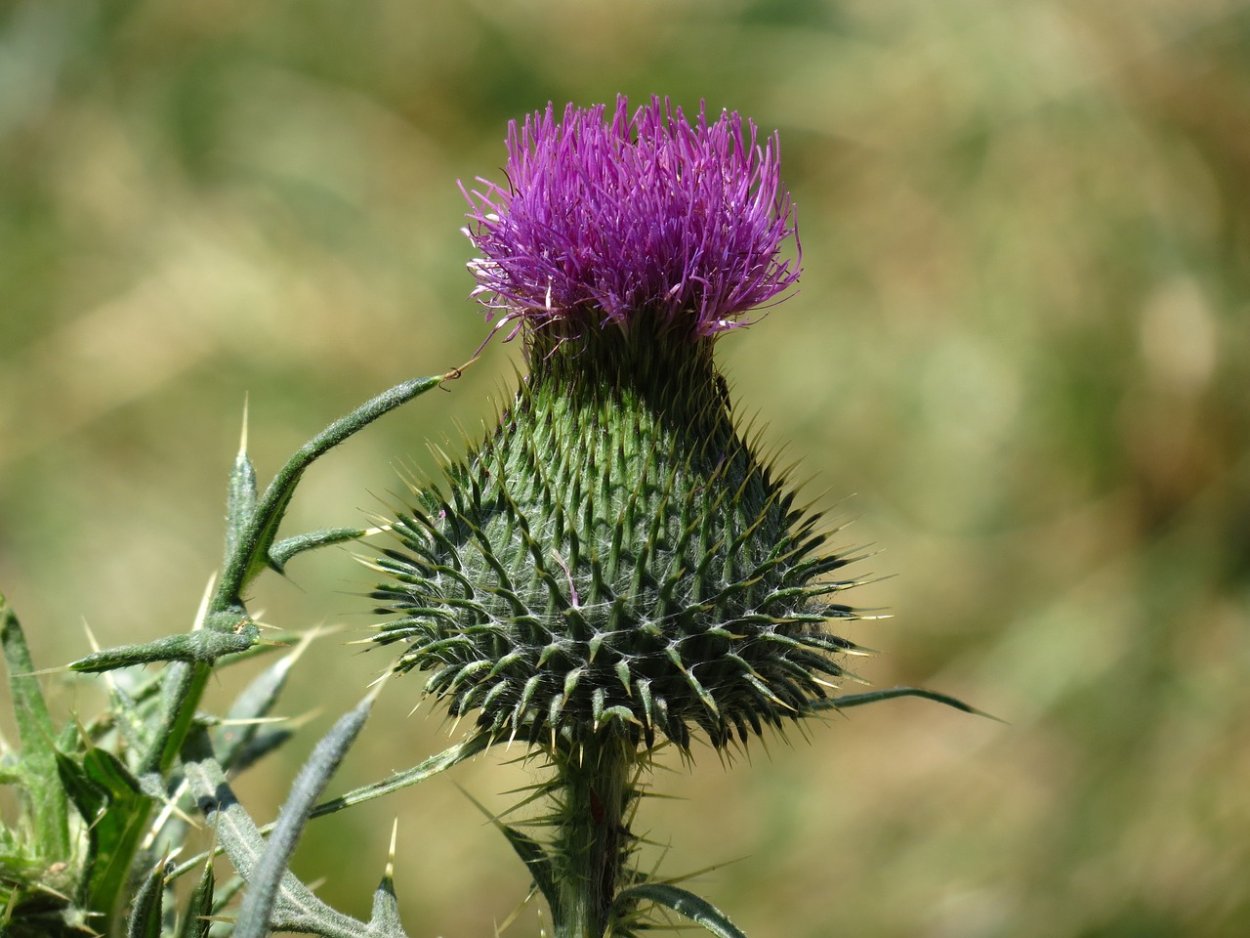 Липучка чертополох