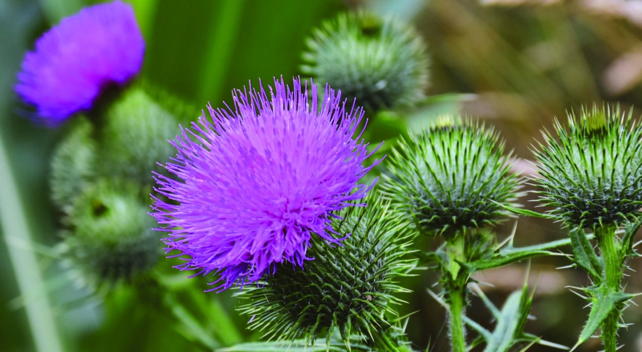 Марьин чертополох