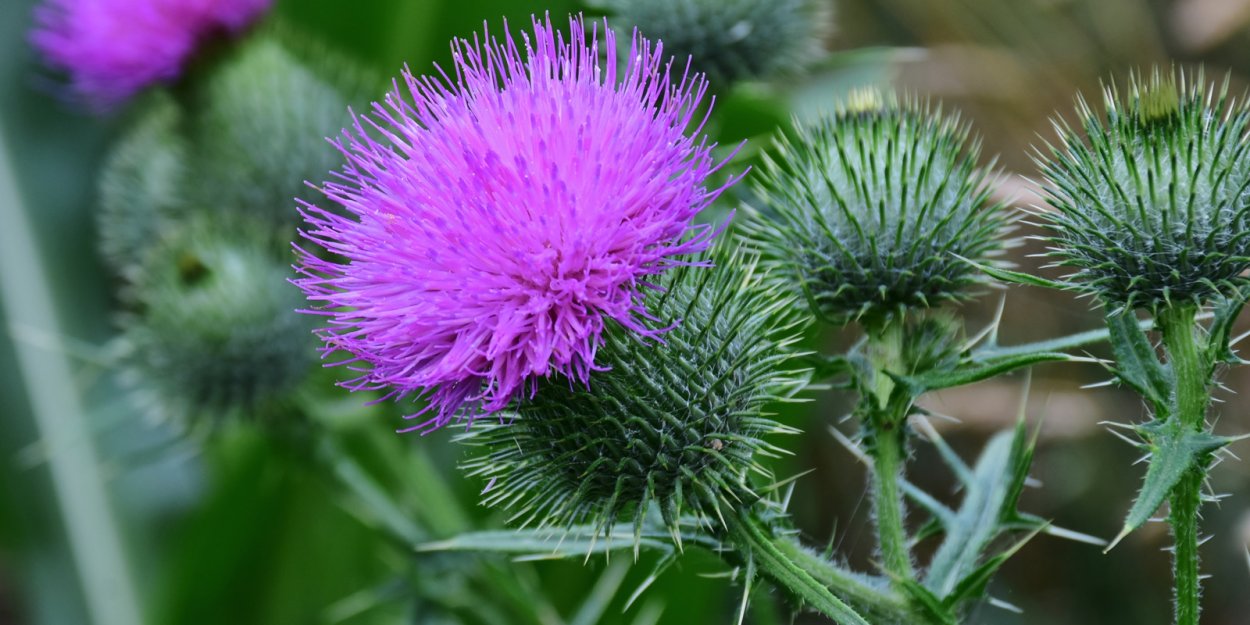 Синеголовник Барракуда