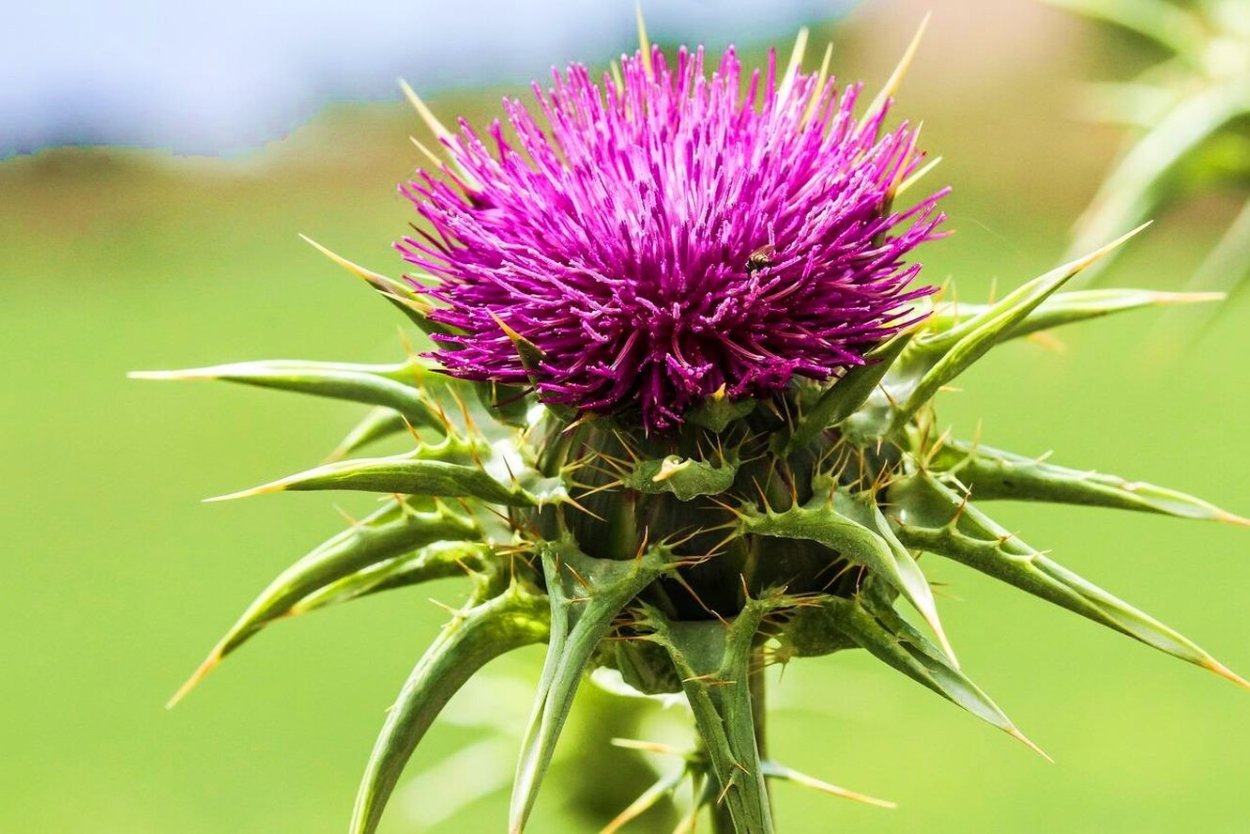 Чертополох Thistle шотландский