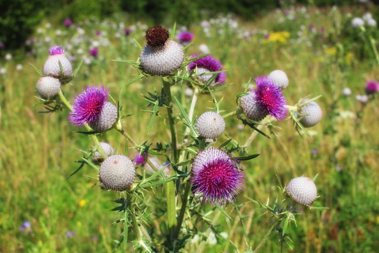 Синеголовник плосколистный Eryngium Planum