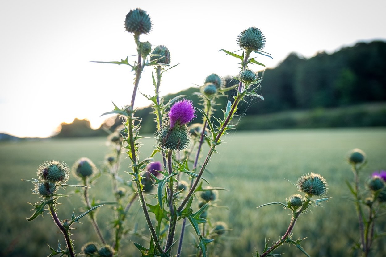 Чертополох (Ironweed)