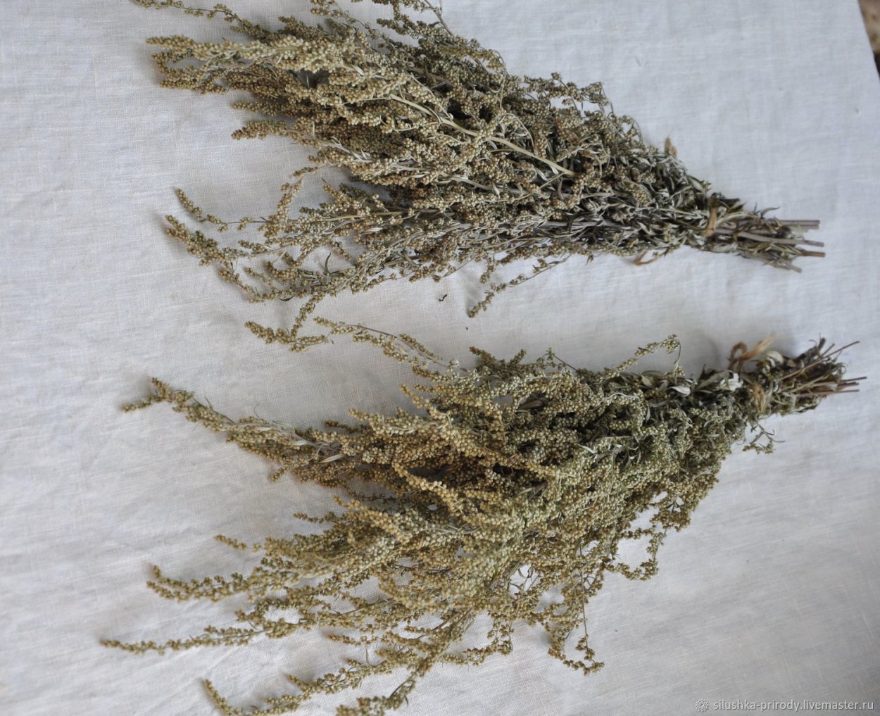 Тысячелистник сухоцвет