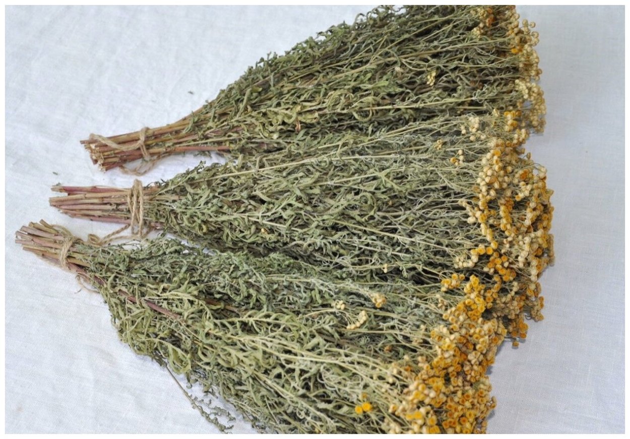 Полынь при мигрени