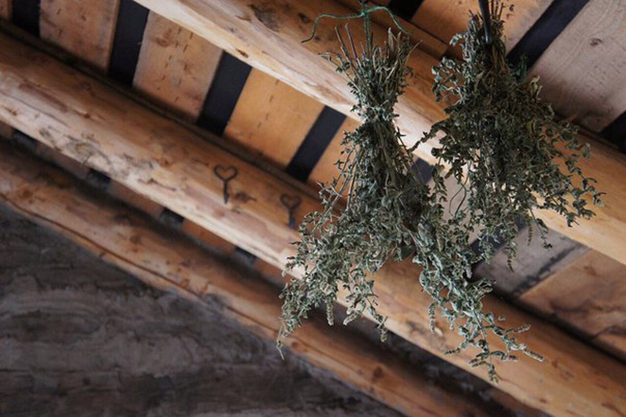 Полынь горькая (Artemisia absinthium)