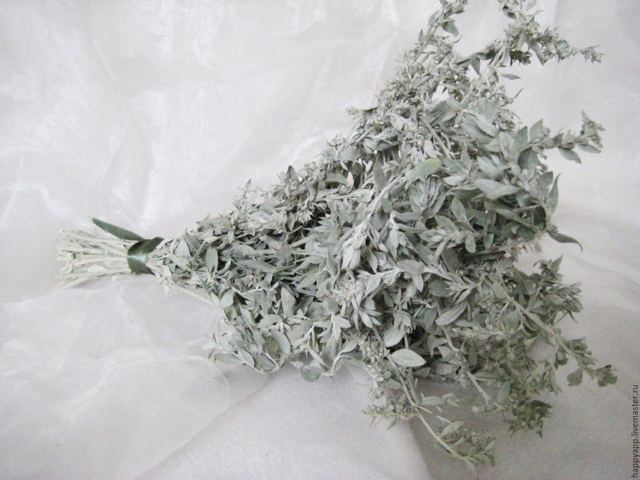 Полынь обыкновенная чернобыльни