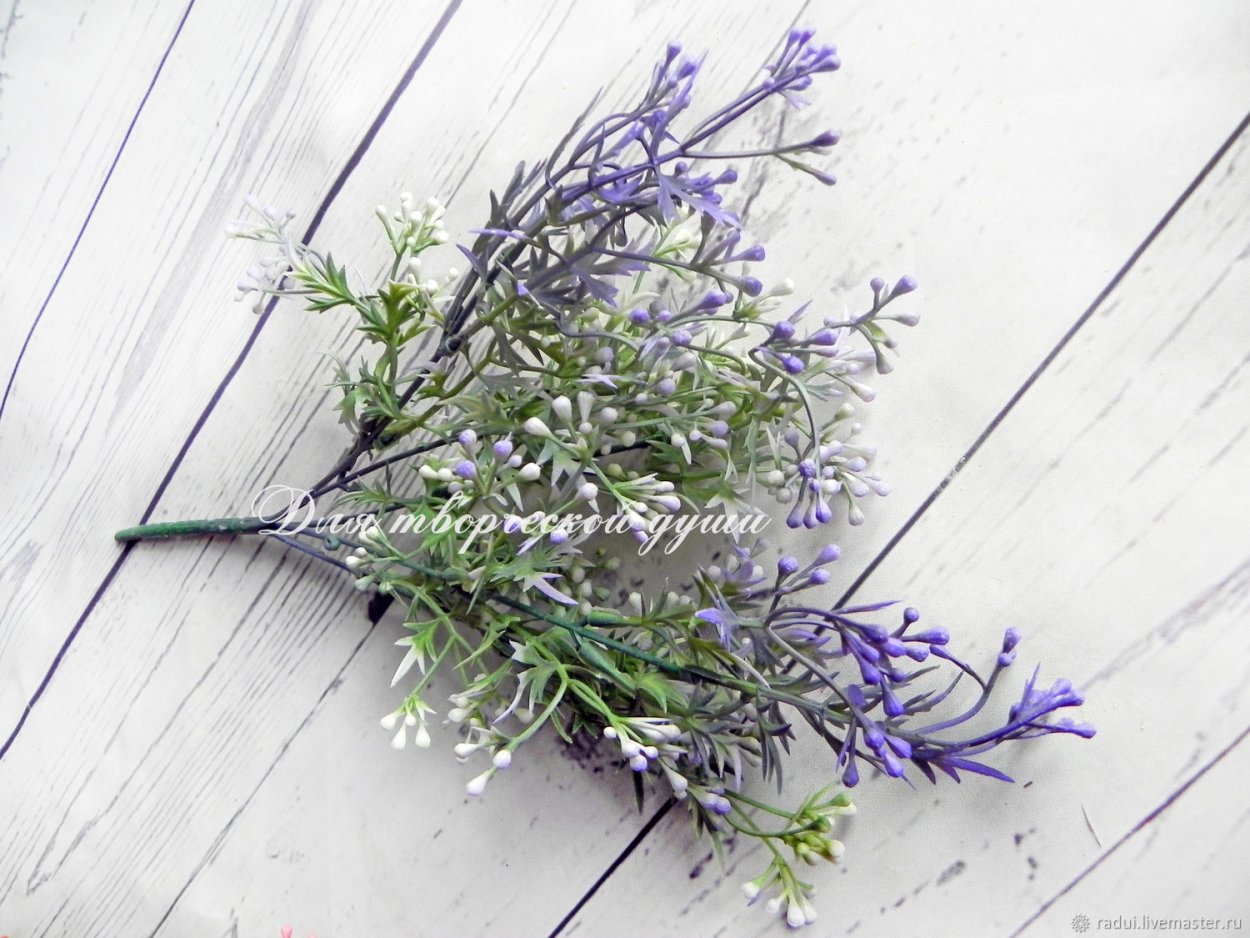 Пижма сухоцвет