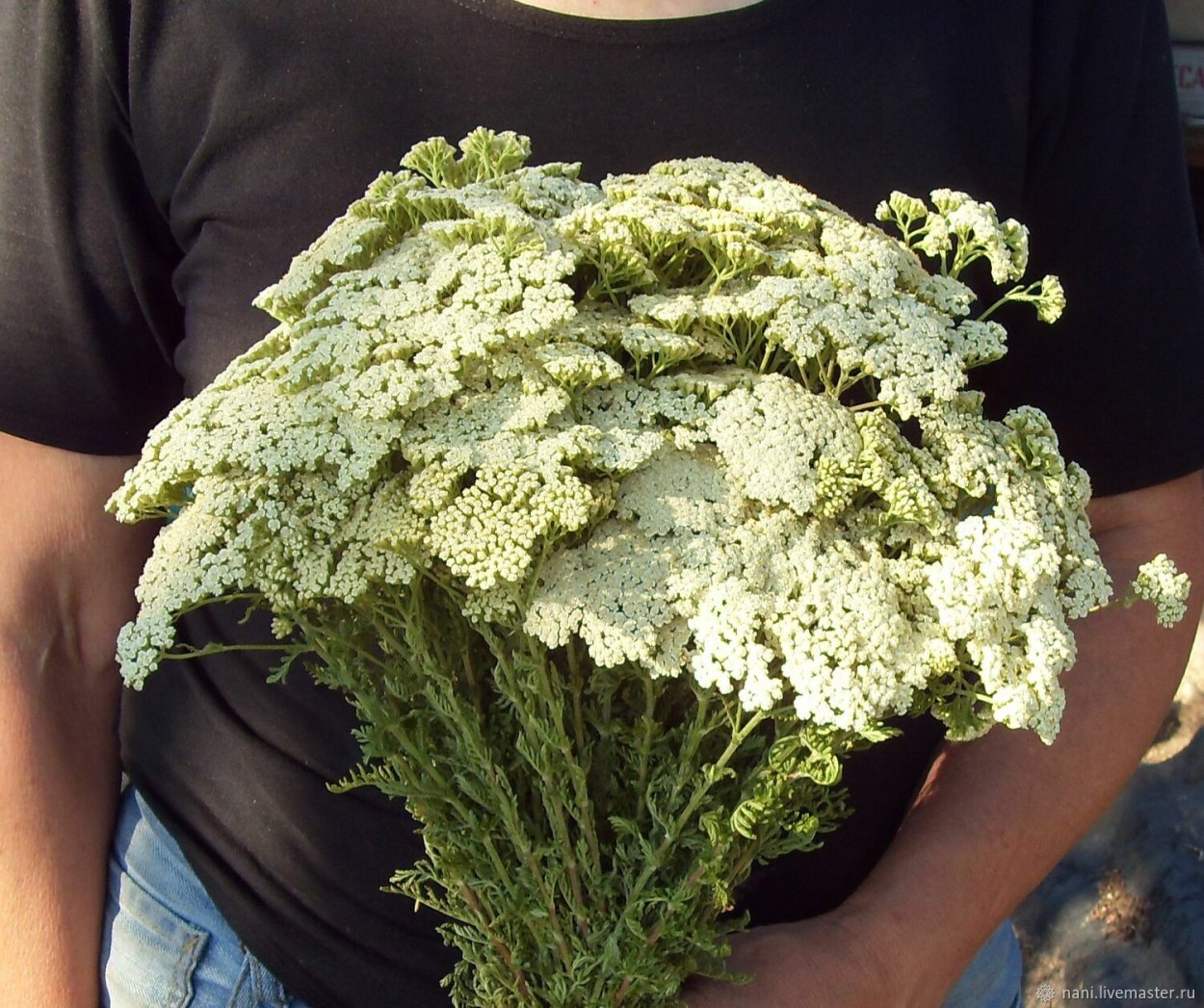 Пижма букет Полынь