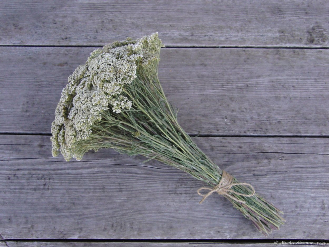 Пижма сухоцвет