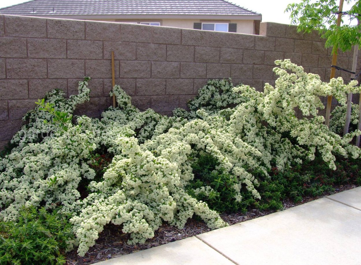 Пираканта городчатая (оранжевая)