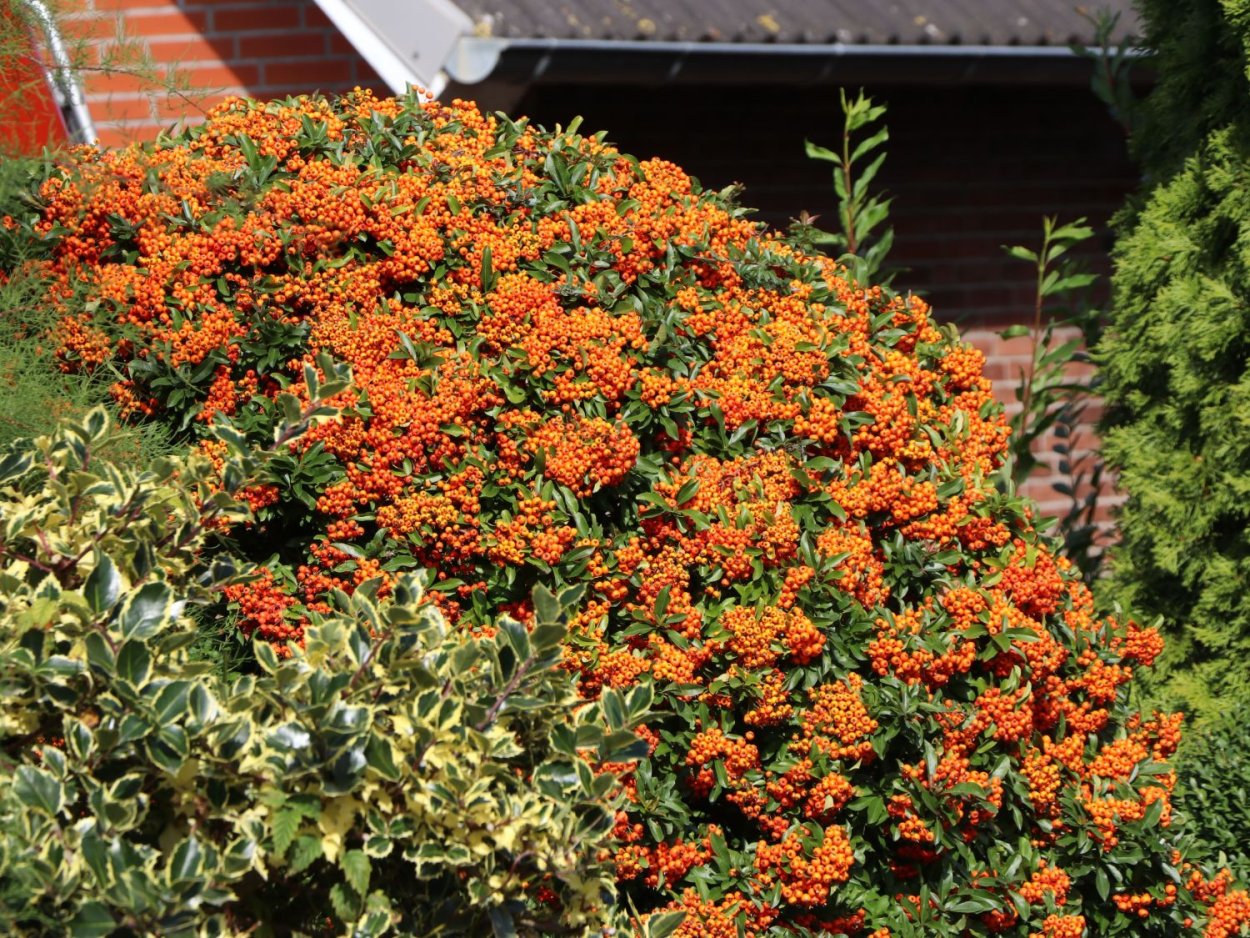 Пираканта ред