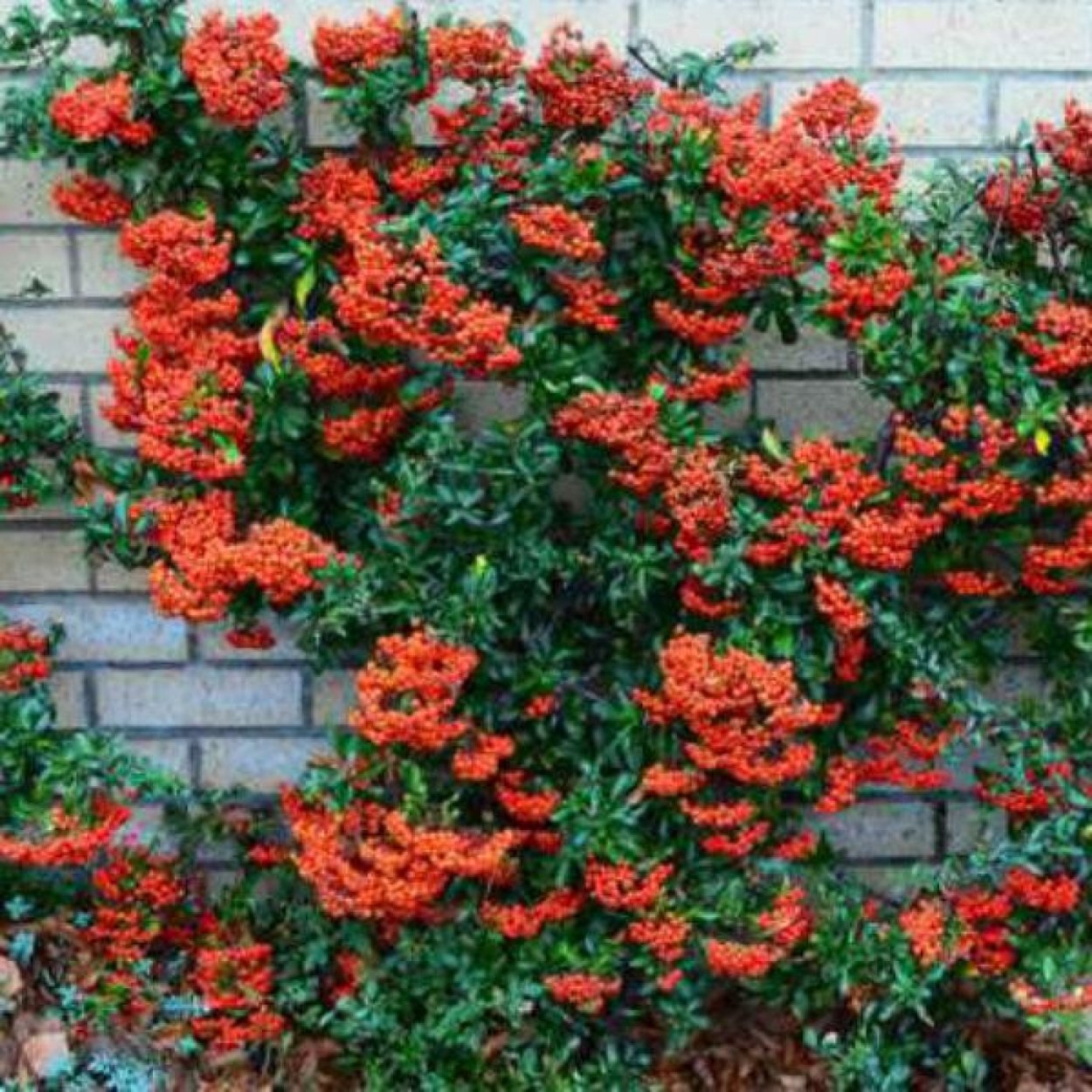 Кустарник пираканта красная