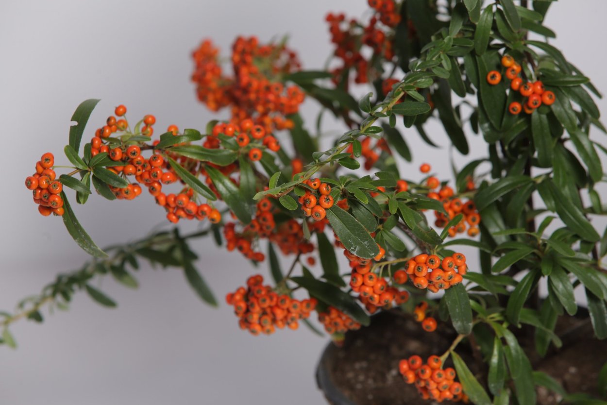 Пираканта городчатая (оранжевая)