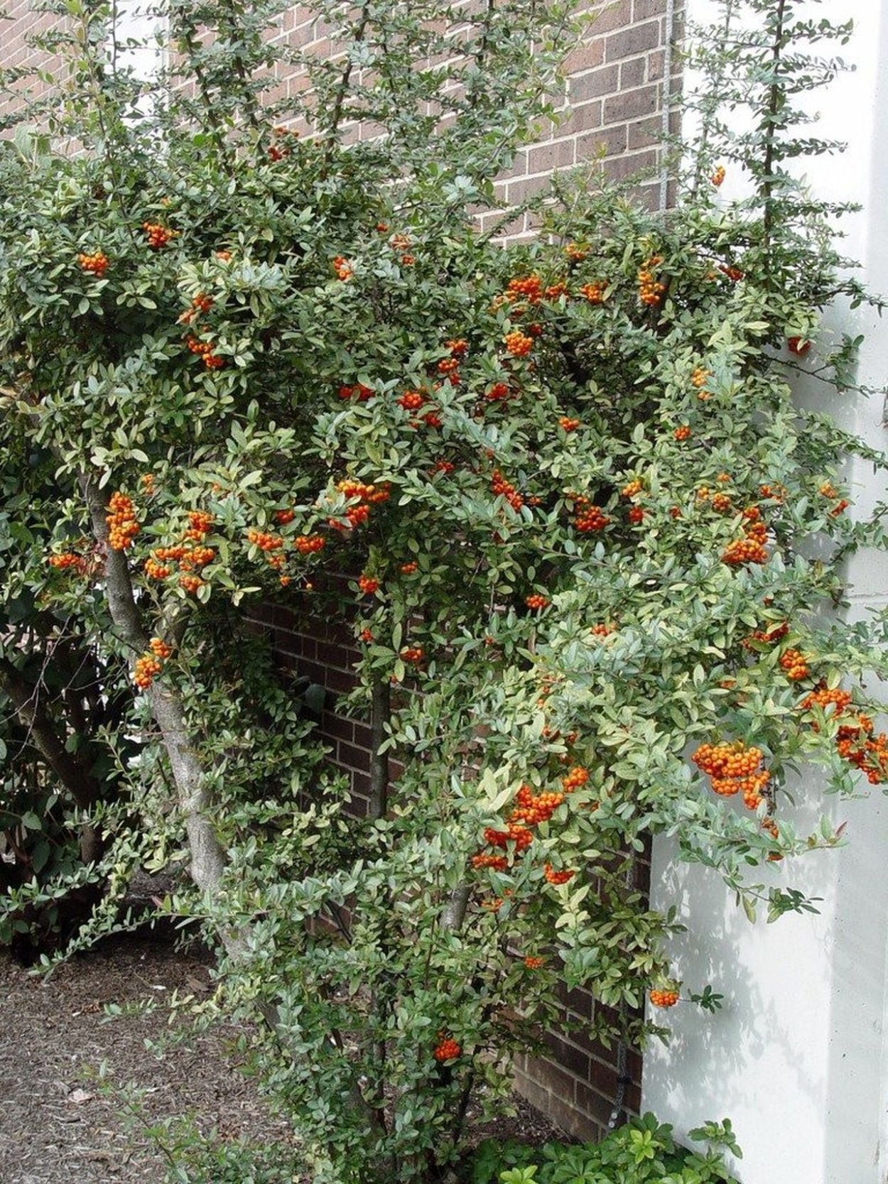 Пираканта Спарклер