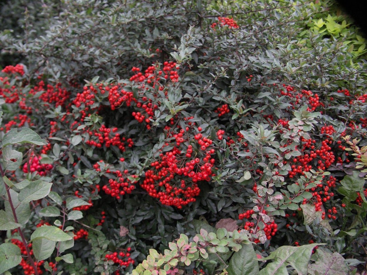 Pyracantha 'Mohave'