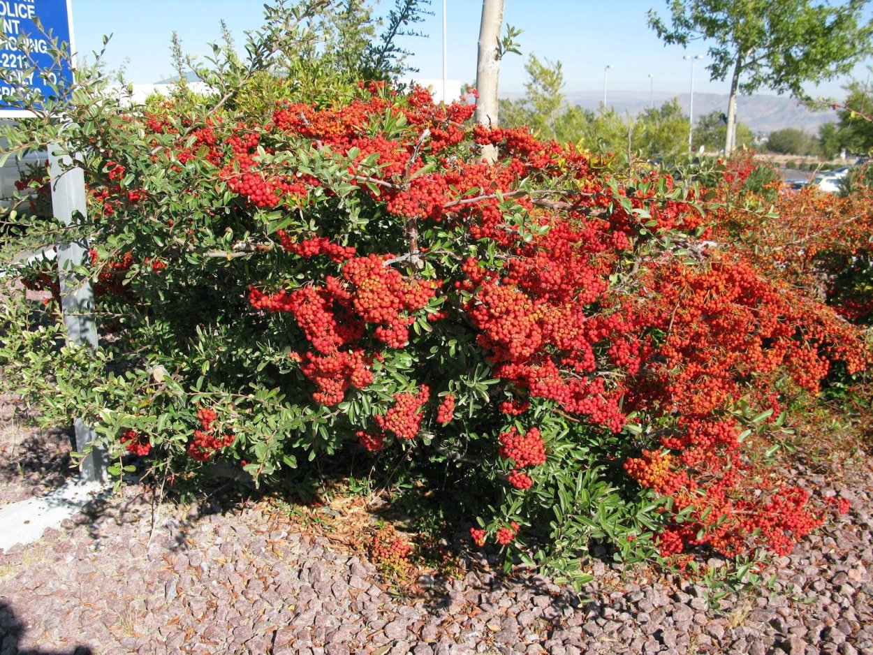 Пираканта 'Teton'