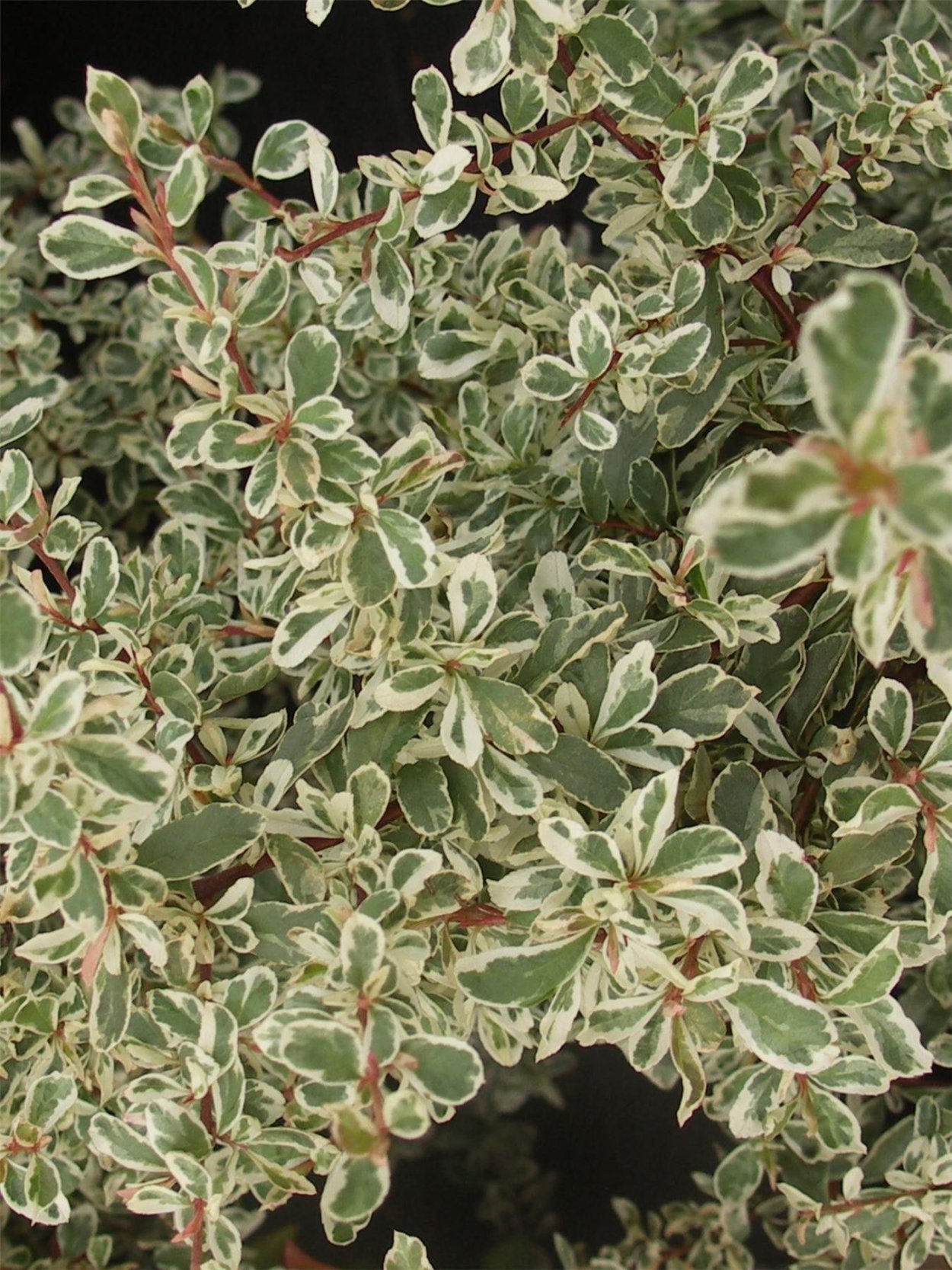 Паслен оранж Берри куст