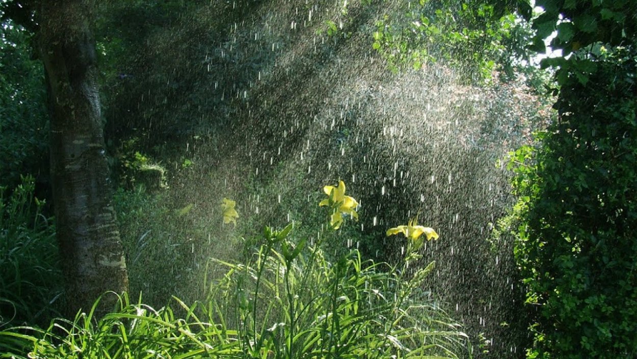 Дождь в лесу