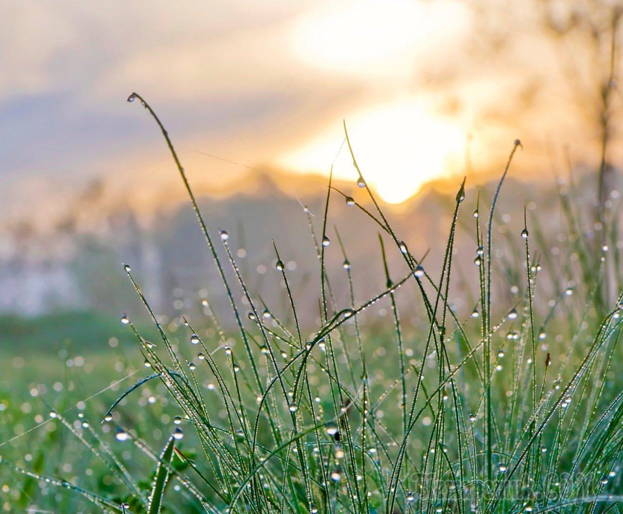 Роса на траве