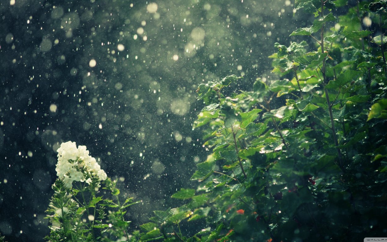 Природа дождь