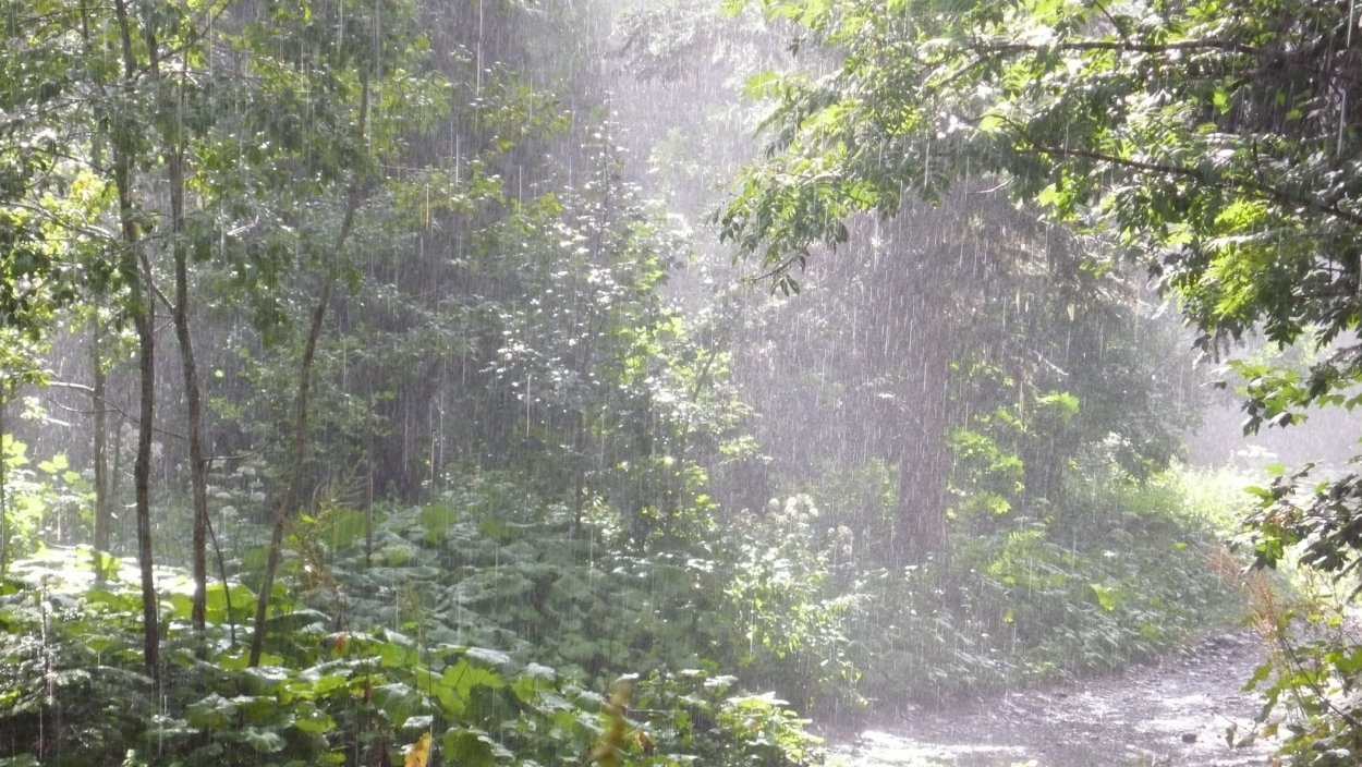 Летний дождь